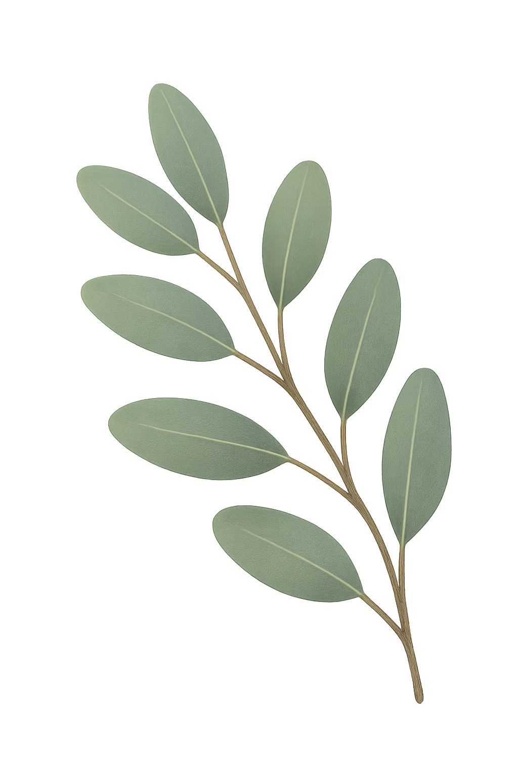 Eucalyptus branch